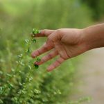 Strategie efficaci per il controllo degli insetti e la prevenzione della falsa scabbia