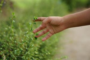 Strategie efficaci per il controllo degli insetti e la prevenzione della falsa scabbia
